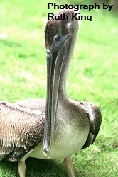 Brown Pelican